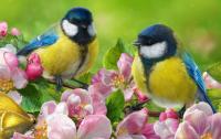 Distanční výuka 15.3.- 19.3.2021 - téma týdne: Ptáci ve větvích jarních stromů